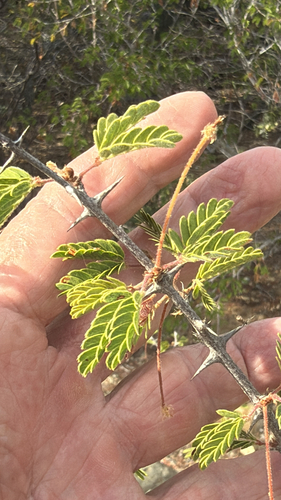 Cape Mimosa (Mimosa tricephala)