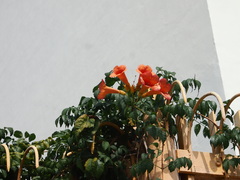 Campsis grandiflora