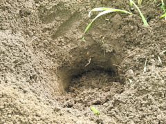 Cratogeomys merriami