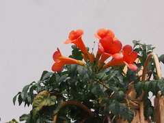 Campsis grandiflora