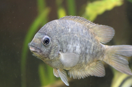 Kotsovato (Paretroplus kieneri) — Cichlidae — 3