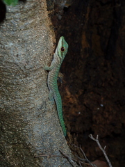 Phelsuma abbotti