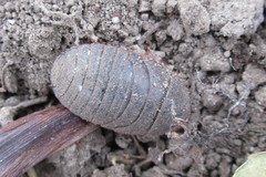 Homoeogamia mexicana