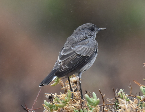 Karoo Chat (Emarginata schlegelii), photo 7