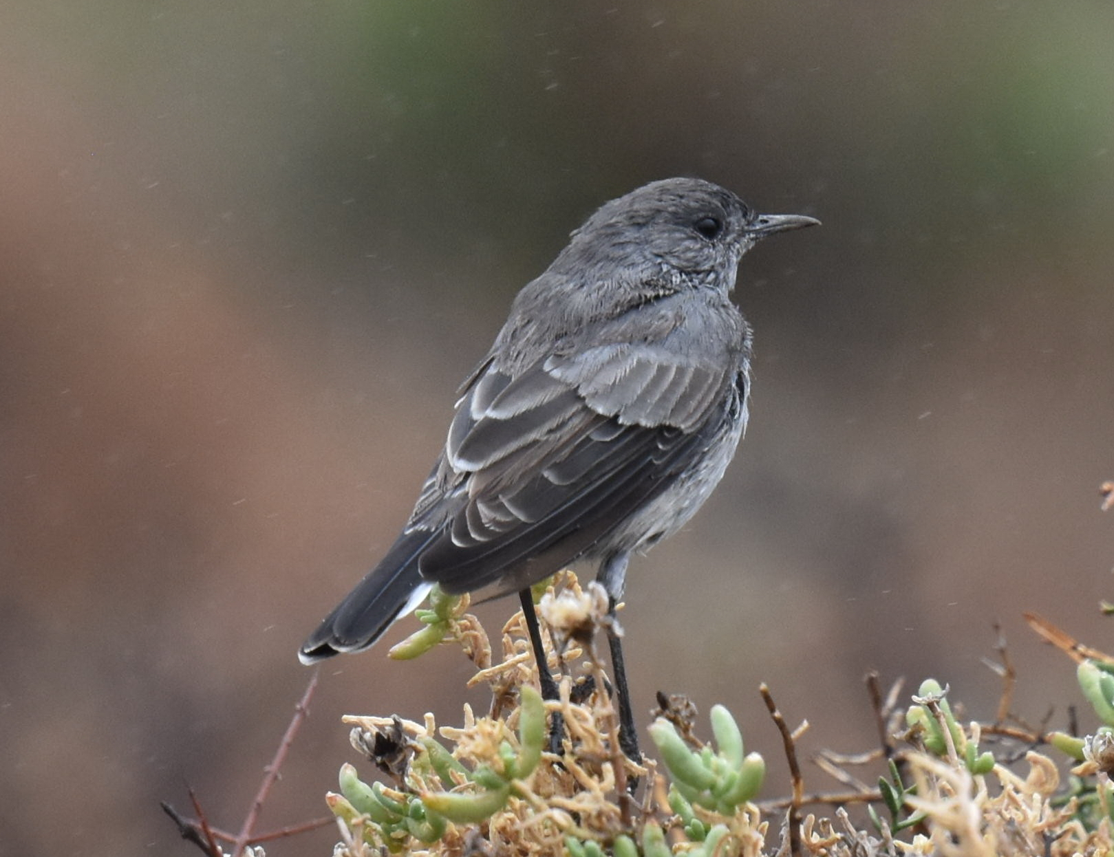 Karoo Chat (Emarginata schlegelii), photo 8