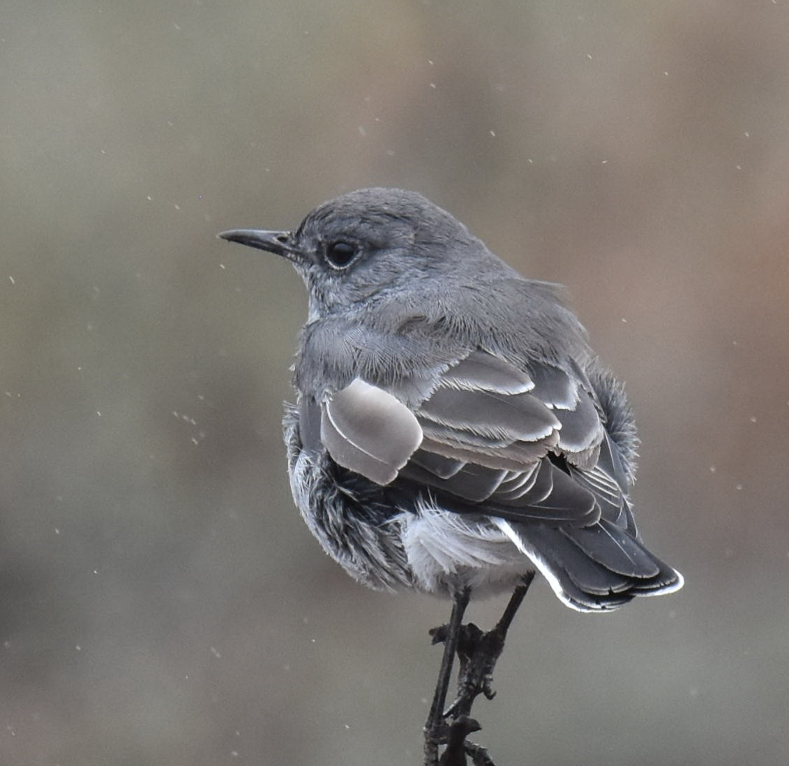 Karoo Chat (Emarginata schlegelii), photo 9