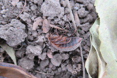 Homoeogamia mexicana