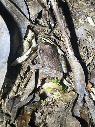 Oncol's Ground Frog, Eupsophus altor