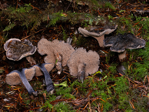 Hydnellum fuscoindicum (K.A.Harrison) E.Larss., K.H.Larss. & Kõljalg