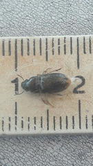 Selenophorus