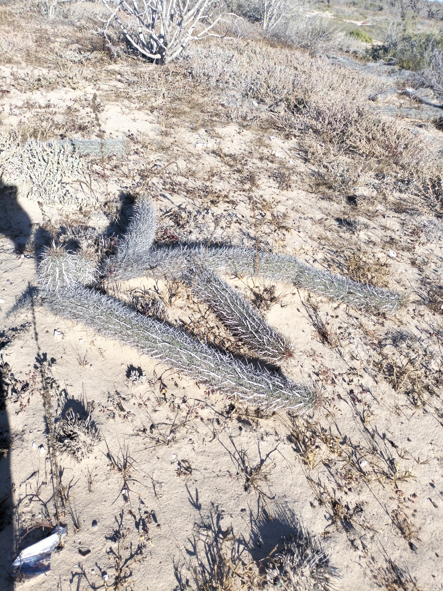 Creeping Devil (Stenocereus eruca)