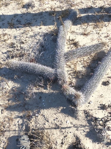 Stenocereus eruca, photograph 6