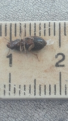 Selenophorus
