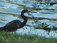 Egretta tricolor image