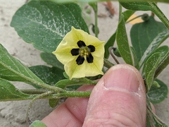 Physalis cinerascens spathulifolia