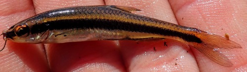 Bron-shiner (Notropis harperi) — Cyprinidae — 3