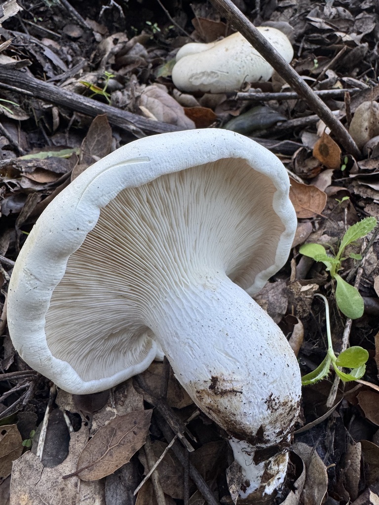 Leucopaxillus albissimus · November 2025 · photo: © travis566 (iNaturalist, cc-by)