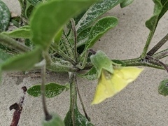Physalis cinerascens spathulifolia