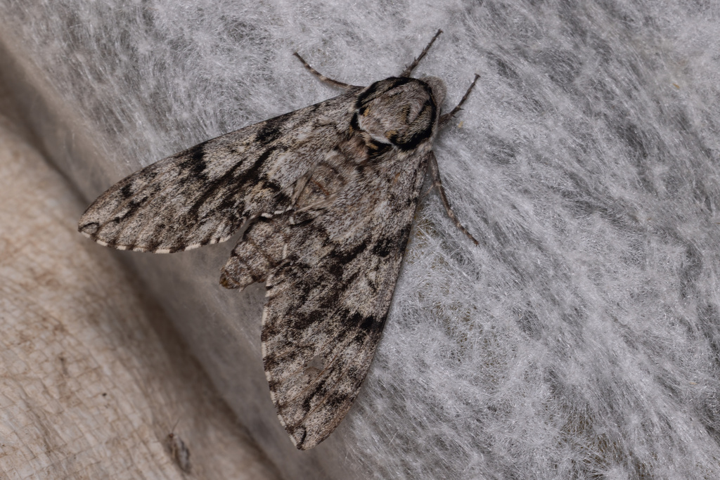 Sonoran Sphinx