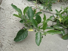 Physalis cinerascens spathulifolia