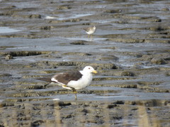 Larus atlanticus