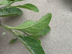 Physalis cinerascens spathulifolia