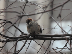 Passer domesticus