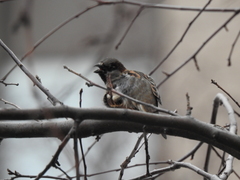Passer domesticus