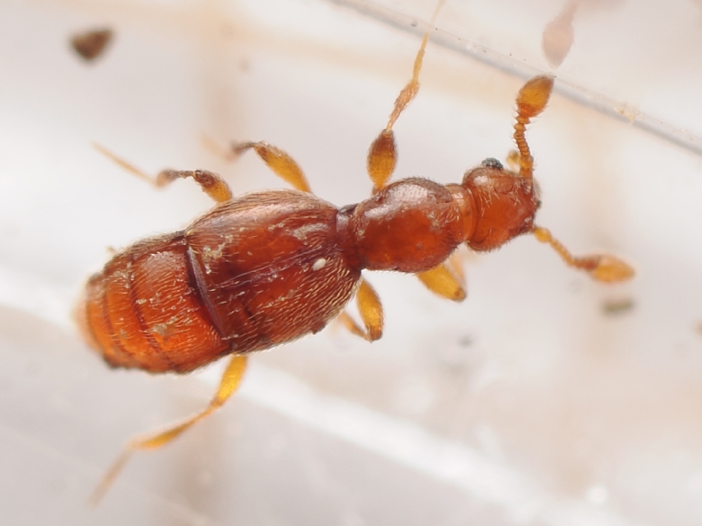 Trimium carpathicum