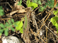 Podarcis melisellensis