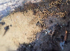 Merismodes fasciculata