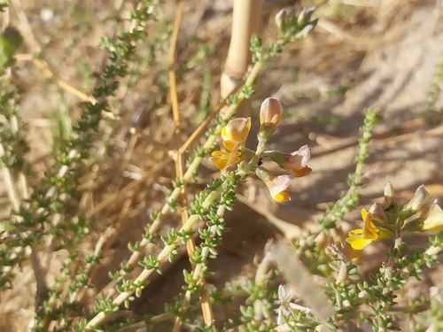 Diverging Capegorse (Aspalathus divaricata)