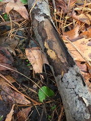 Merismodes fasciculata