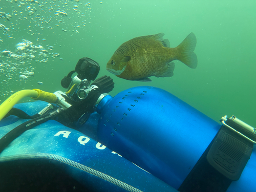 Lepomis macrochirus