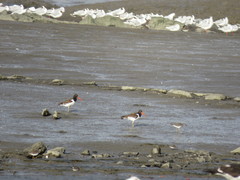 Haematopus palliatus