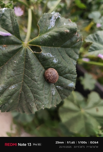 Cornu aspersum