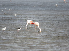 Phoenicopterus chilensis