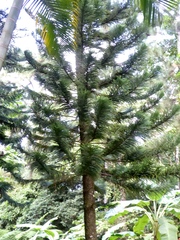 Eutacta