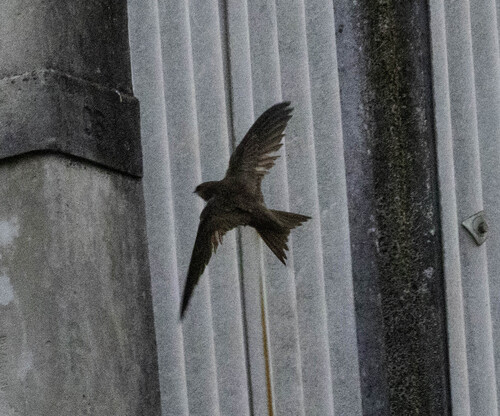 Vencejo pálido (Apus pallidus)