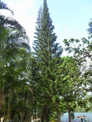 Eutacta