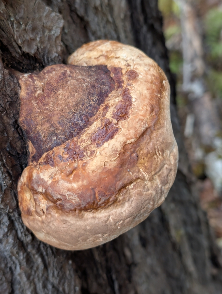 Fomitopsis mounceae · November 2025 · photo: © nick2524 (iNaturalist, cc-by)