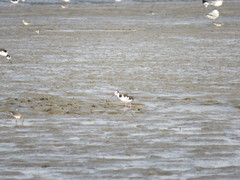 Himantopus mexicanus