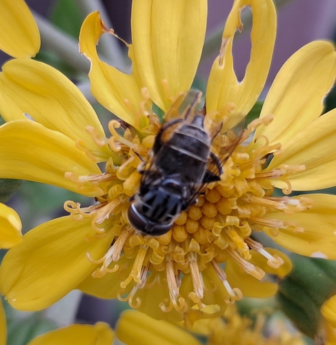 Unknown species found near Garland @ Lakeland - N - FS, Dallas, TX 75218, USA