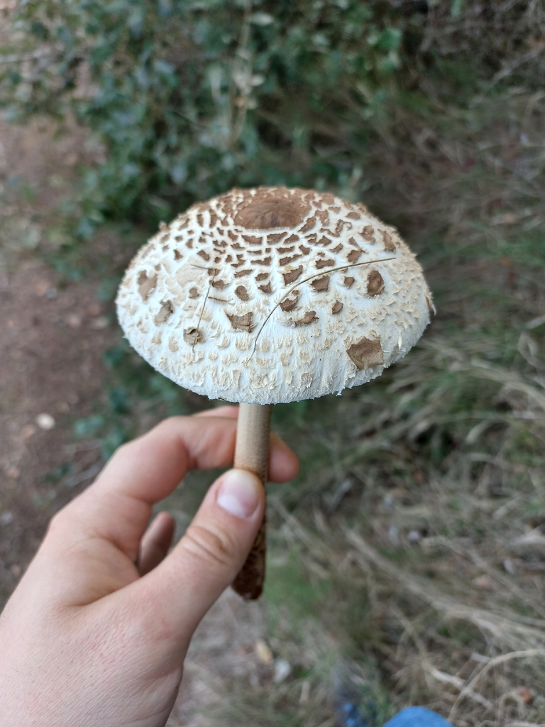 Macrolepiota procera · November 2025 · photo: © yokkidack (iNaturalist, cc-by)