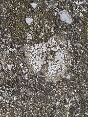 Myriolecis semipallida