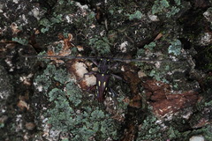 Ambonus distinctus