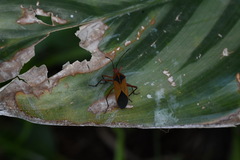 Hypselonotus bitrianguliger