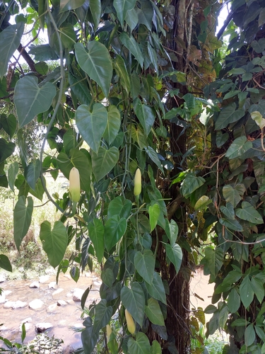 Heartleaf philodendron (Philodendron hederaceum)