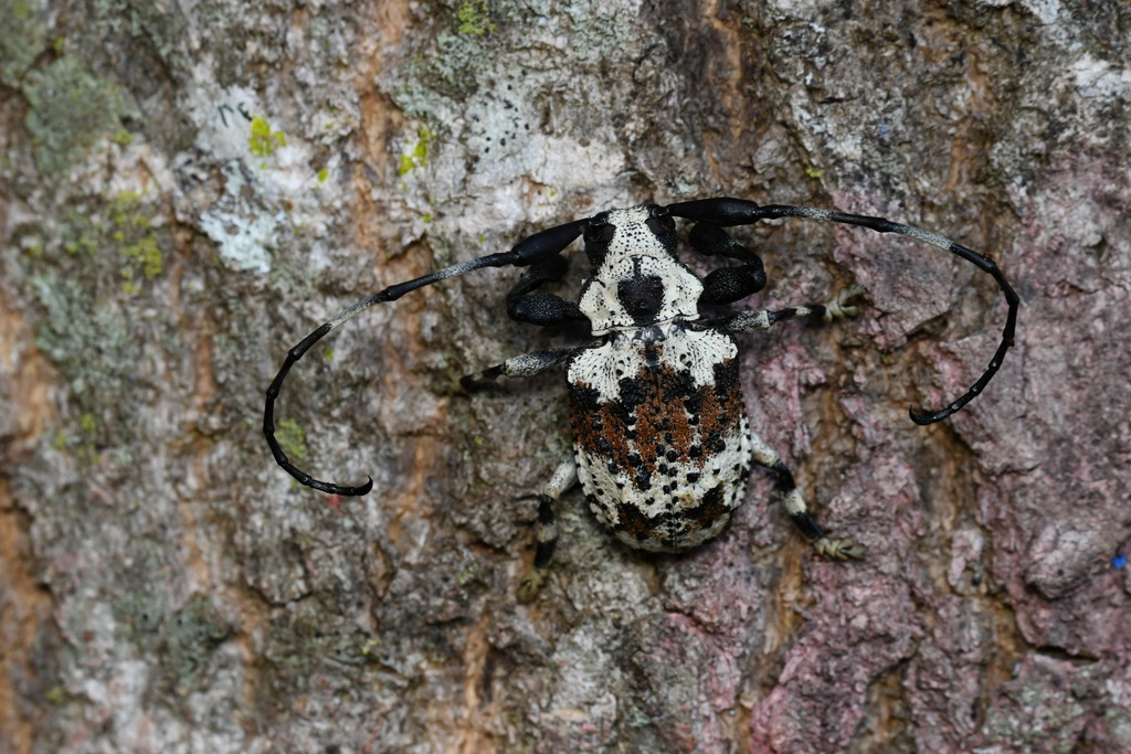 Scorpion Beetle