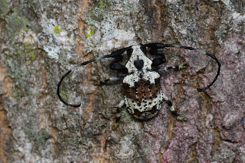 Scorpion Beetle